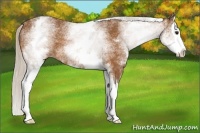 Horse Color:White Spotted Silver Buckskin Splash 