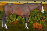 Horse Color:Bay Splash Appaloosa