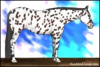 Horse Color:Brown Appaloosa 