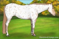 Horse Color:Bay Pearl Sabino Appaloosa Rabicano