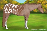 Horse Color:Chestnut Appaloosa