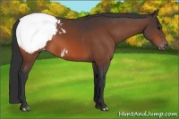 Horse Color:Bay Appaloosa 