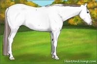 Horse Color:Bay Dun Appaloosa 