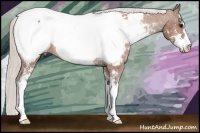 Horse Color:Silver Bay Sabino Appaloosa