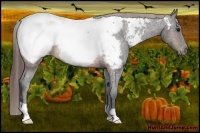 Horse Color:Brown Appaloosa Rabicano 