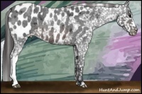 Horse Color:Brown Roan Appaloosa