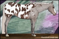 Horse Color:Silver Brown Near Leopard 