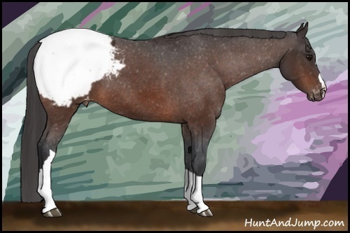 Horse Color: Bay Snowcap 