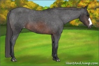 Horse Color:Brown Appaloosa 