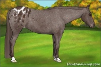 Horse Color:Liver Chestnut Appaloosa 