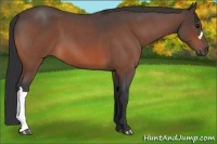 Horse Color:Brown Roan 