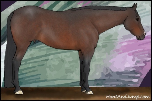Horse Color: Bay Roan 