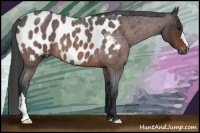 Horse Color:Bay Roan Appaloosa