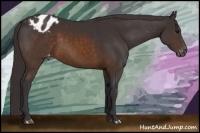 Horse Color:Buckskin Appaloosa
