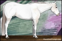 Horse Color:White Spotted Brown Dun Splash Appaloosa 