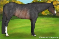 Horse Color:Brown Rabicano