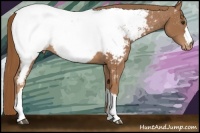 Horse Color:Chestnut Appaloosa Rabicano