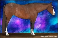 Horse Color:Buckskin Sabino Snowcap Rabicano 
