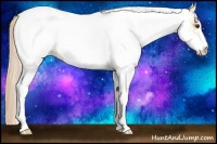 Horse Color:White Spotted Palomino Blanket Rabicano 