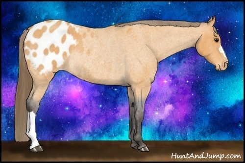 Horse Color: Buckskin Roan Blanket Rabicano 