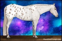 Horse Color:Liver Red Dun Roan Appaloosa 