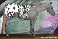 Horse Color:Liver Chestnut Appaloosa 