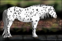 Horse Color:Black Near Leopard 