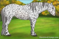Horse Color:Brown Appaloosa