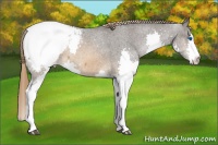 Horse Color:Buckskin Splash Snowcap 