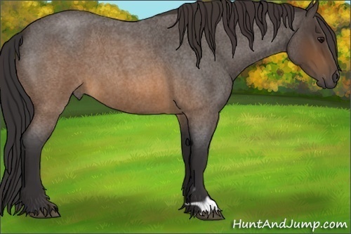 Horse Color: Buckskin Roan 