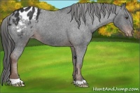 Horse Color:Liver Chestnut Appaloosa 