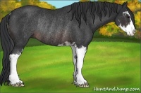 Horse Color:Brown Sabino Rabicano 