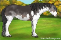 Horse Color:Brown Splash Rabicano