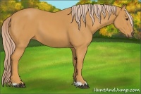 Horse Color:Palomino 