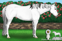 Horse Color:Gray Black Sabino