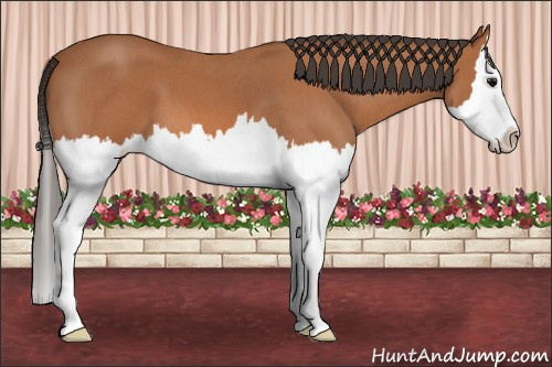 Horse Color: Unknown 