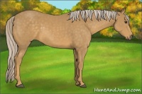 Horse Color:Palomino Sabino 