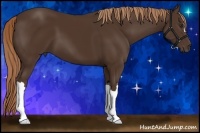 Horse Color:Liver Chestnut 