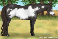 Horse Color:Liver Chestnut Frame 