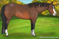 Horse Color:Bay Splash 
