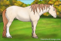 Horse Color:Amber Cream Champagne Pearl 