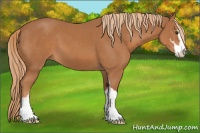 Horse Color:Chestnut Sabino
