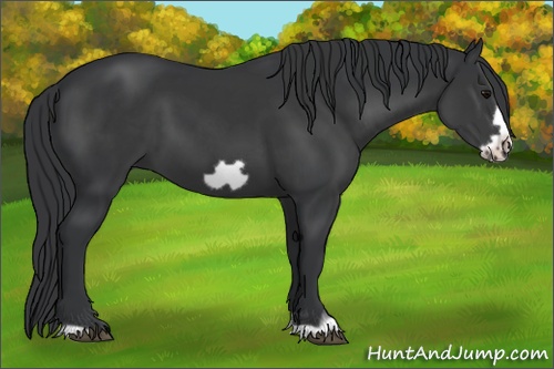 Horse Color: Black Frame 