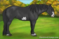 Horse Color:Black Frame 