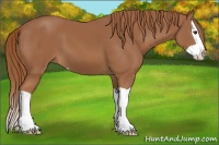 Horse Color:Chestnut Splash 