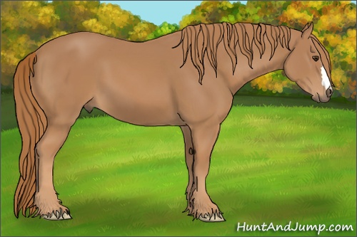 Horse Color:Unknown 