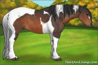 Horse Color:Brown Tobiano 