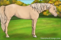 Horse Color:Gold Champagne 