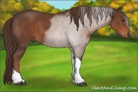 Horse Color:Liver Chestnut Sabino Tobiano 