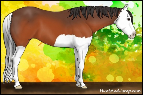 Horse Color: Brown Splash 